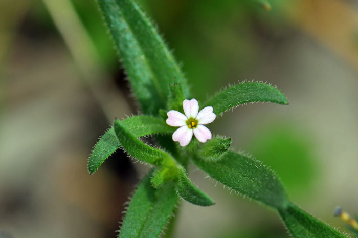 Phlox gracilis, Slender Phlox